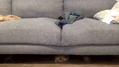 hornnnybwc online show from 14, 3, 2026