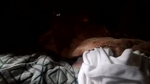 houndmefromhell online show from 25, 12, 2024