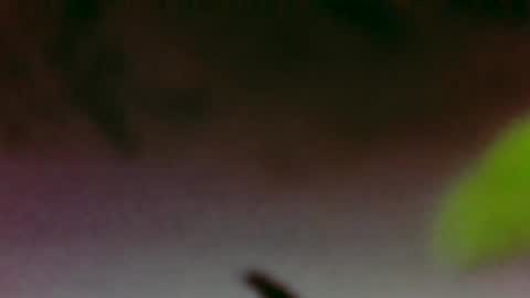 Boi online show from 26, 11, 2025