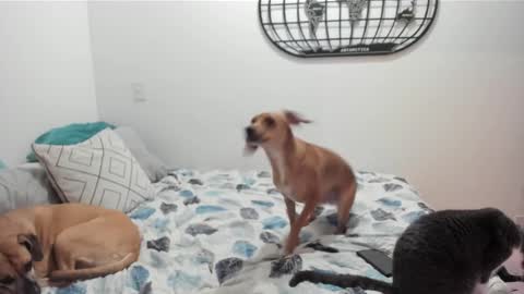 Isa online show from 27, 12, 2024