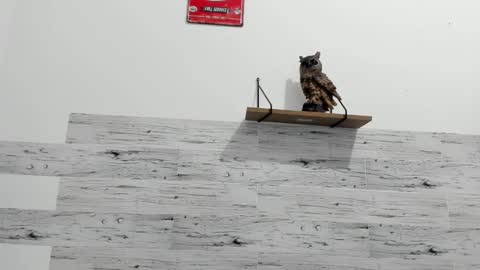 Jaycreedd online show from 22, 2, 2025