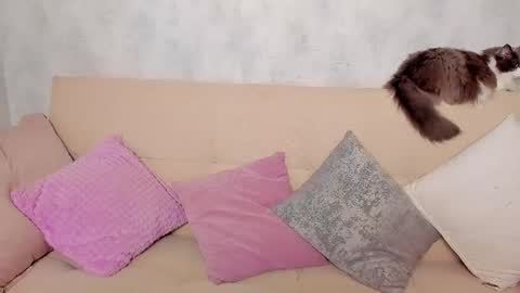 Snapshot of just_alex__ chatting on 24, 6, 2026 Alex Alexandra online show from 24, 6, 2026