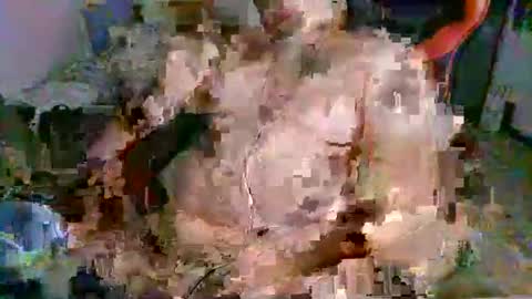 Snapshot of juteja chatting on 13, 9, 2025 juteja online show from 13, 9, 2025