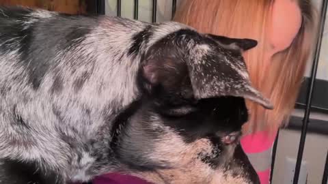 Snapshot of kaileeshy chatting on 29, 3, 2026 Kailee Smile online show from 29, 3, 2026