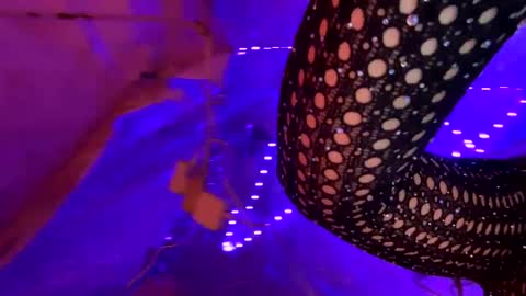 Kissah Kreampuff online show from 17, 1, 2025