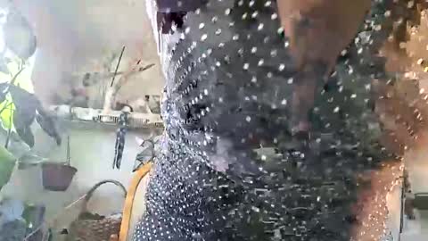 Snapshot of lacybell chatting on 25, 2, 2026 lacybell online show from 25, 2, 2026