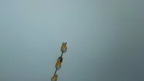 Snapshot of lauramirage chatting on 30, 12, 2024 LauraMirage online show from 30, 12, 2024