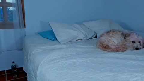 Snapshot of laurent_a chatting on 15, 2, 2025 Lucie online show from 15, 2, 2025