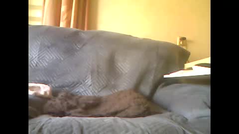 Snapshot of lion160868 chatting on 7, 5, 2026 lion160868 online show from 7, 5, 2026