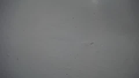 Snapshot of lisa_branch chatting on 16, 11, 2025 lisa_branch online show from 16, 11, 2025