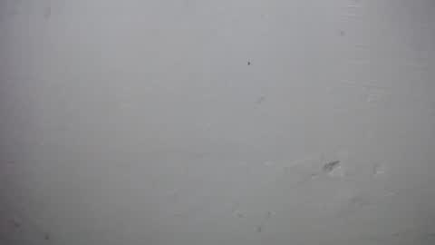 Snapshot of lisa_branch chatting on 28, 11, 2025 lisa_branch online show from 28, 11, 2025