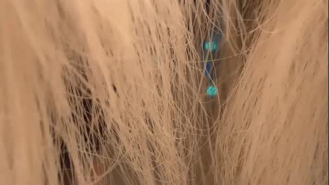 lunaafox online show from 1, 1, 2025