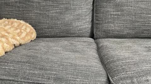 majortazer online show from 17, 2, 2025