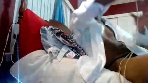 Reparations for the departed online show from 18, 10, 2025