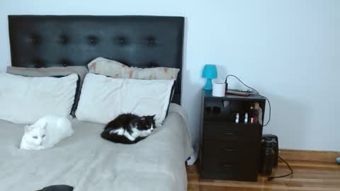 Snapshot of michael_0814 chatting on 14, 12, 2025 Michael Iris online show from 14, 12, 2025