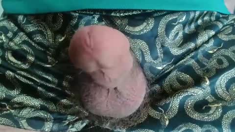 Snapshot of miketrike137 chatting on 22, 4, 2026 miketrike137 online show from 22, 4, 2026