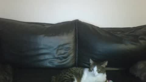 MilaGabor online show from 16, 1, 2026