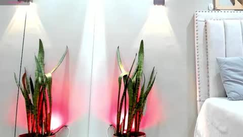    online show from 14, 11, 2025