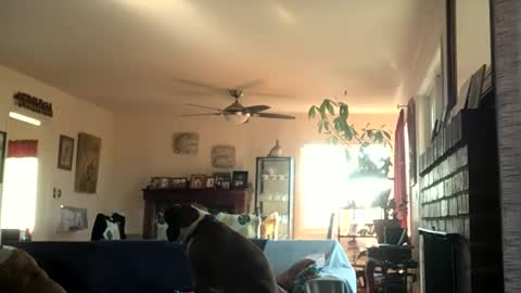 Monkee Dance online show from 2, 12, 2024