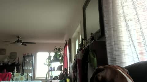 Monkee Dance online show from 29, 12, 2024