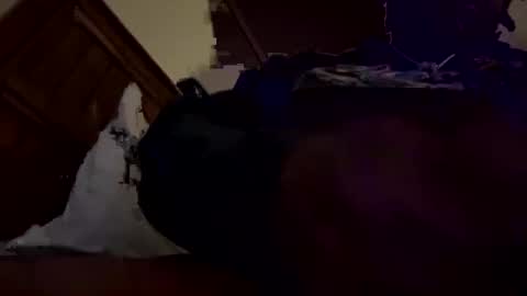 Snapshot of mpickett617 chatting on 31, 10, 2025 mpickett617 online show from 31, 10, 2025