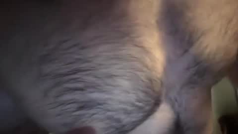 musclehair3 online show from 10, 2, 2025