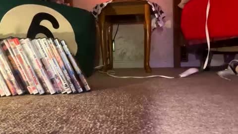 Neechie1400 online show from 10, 9, 2025