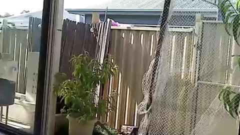 Snapshot of nekkminuttnekkminutt chatting on 3, 12, 2024 NECK online show from 3, 12, 2024