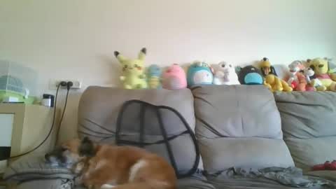 Snapshot of nikeair305 chatting on 18, 1, 2026 Brian and Logan Brogan online show from 18, 1, 2026