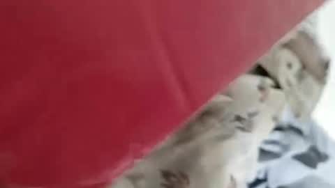 sim  nib online show from 4, 1, 2025