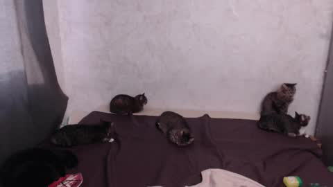 Olivia online show from 20, 3, 2026