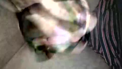 Snapshot of pacho_007 chatting on 19, 2, 2026 Superfeno online show from 19, 2, 2026