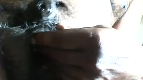 pappi_rambo online show from 17, 7, 2026