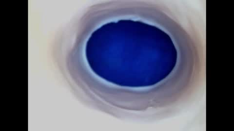 Snapshot of paulainoscente chatting on 9, 11, 2025 Paula 18 Aninhos online show from 9, 11, 2025