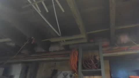 paulstetson online show from 26, 12, 2024