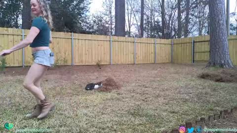 Snapshot of peppermintdusty chatting on 3, 3, 2026 Peppermint and Dusty online show from 3, 3, 2026