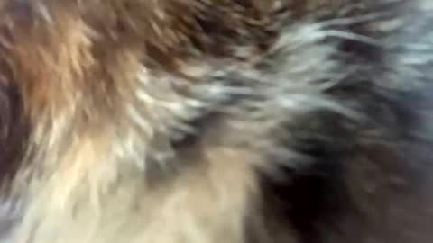 sweet angel baby  online show from 3, 4, 2026