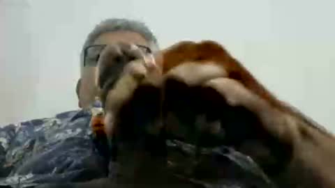 poli online show from 17, 11, 2025