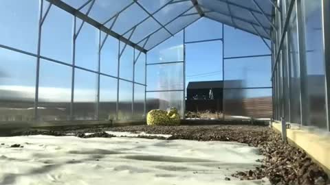 Snapshot of ps4pro chatting on 9, 3, 2025 Queen of Pain online show from 9, 3, 2025