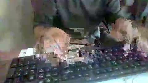 pup_y online show from 17, 9, 2025