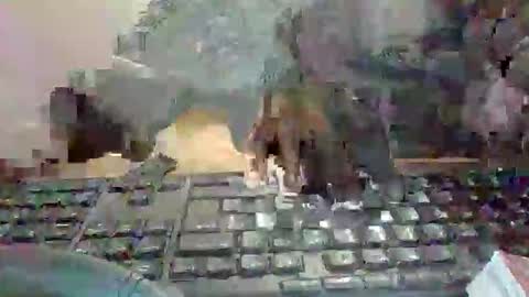 pup_y online show from 13, 1, 2026