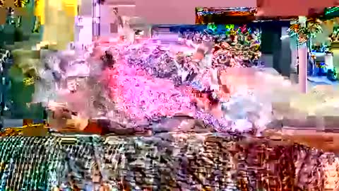 queenstonermami online show from 2, 2, 2026