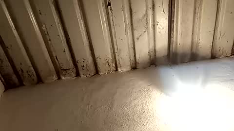 reinft online show from 11, 2, 2026