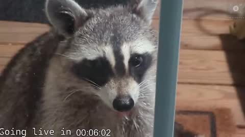 Ryan aka KeylimeRy online show from 19, 11, 2025