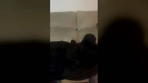 Snapshot of rogerbenid81 chatting on 19, 4, 2026 rogerbenid81 online show from 19, 4, 2026