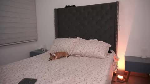 Snapshot of salomedyla chatting on 19, 3, 2026 salomedyla online show from 19, 3, 2026