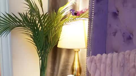  Sarai  online show from 14, 7, 2026