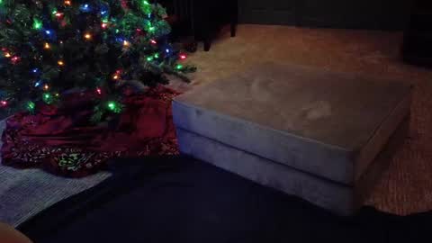 Snapshot of scout_has_fun chatting on 10, 12, 2024 Scout has fun online show from 10, 12, 2024