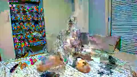 Snapshot of sexapoly chatting on 17, 3, 2026 Sexapoly online show from 17, 3, 2026