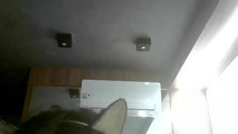 Snapshot of skinnykittencam chatting on 31, 5, 2026 skinnykittencam online show from 31, 5, 2026